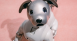 NFT-Aibo-Sonys-Robot-Dog-Goes-Digital.png